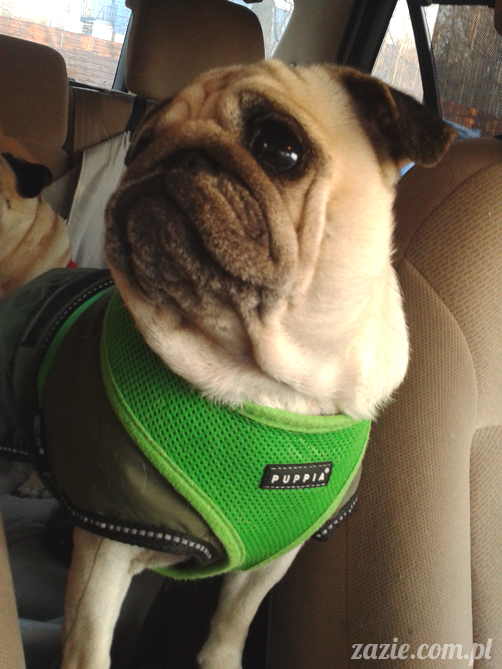 mopsy mopsiki pugs Kumok i Miszur Zazie mopsy mopsiki pugs Kumok i Miszur Zazie