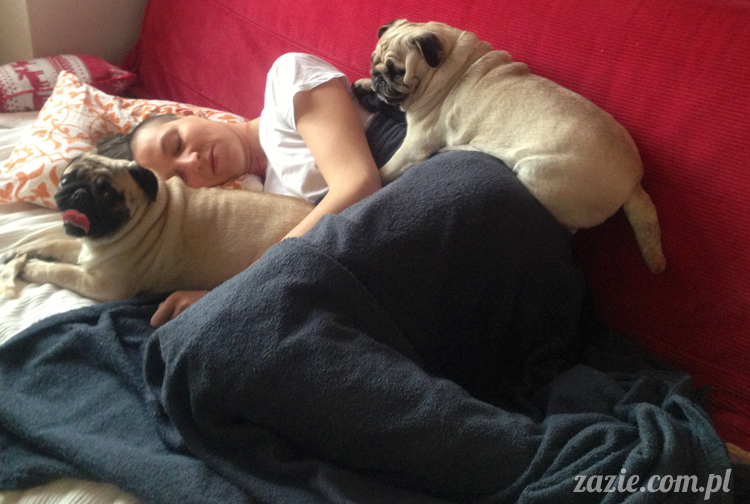 mopsy mopsiki pugs Kumok i Miszur Zazie mopsy mopsiki pugs Kumok i Miszur Zazie