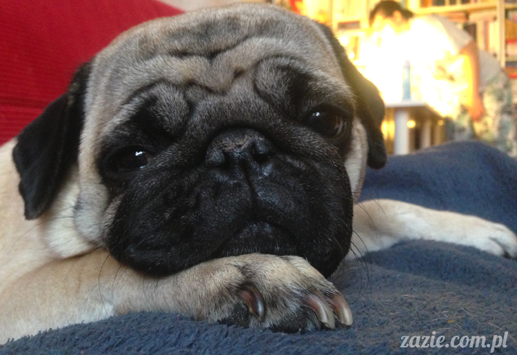 mopsy mopsiki pugs Kumok i Miszur Zazie mopsy mopsiki pugs Kumok i Miszur Zazie