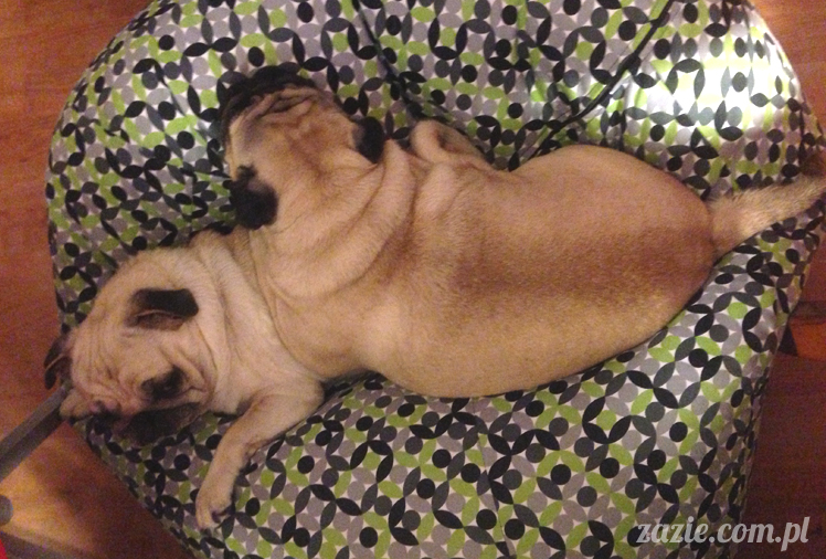 mopsy mopsiki pugs Kumok i Miszur Zazie mopsy mopsiki pugs Kumok i Miszur Zazie