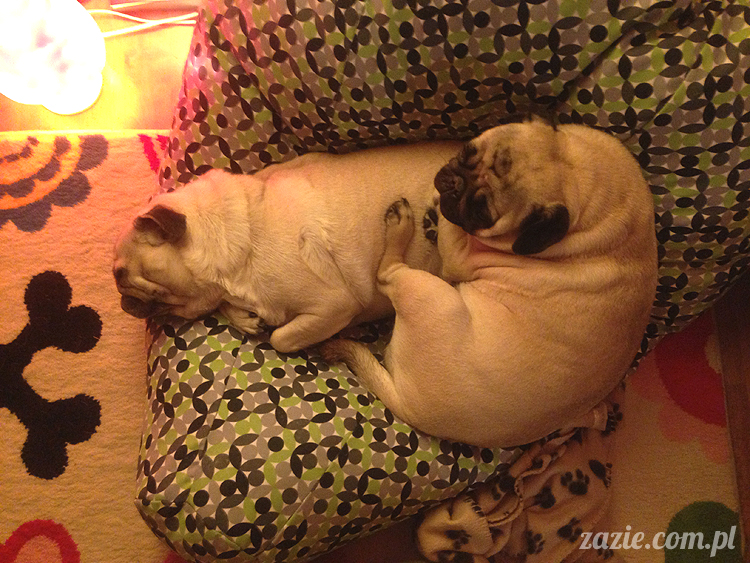 mopsy mopsiki pugs Kumok i Miszur Zazie mopsy mopsiki pugs Kumok i Miszur Zazie