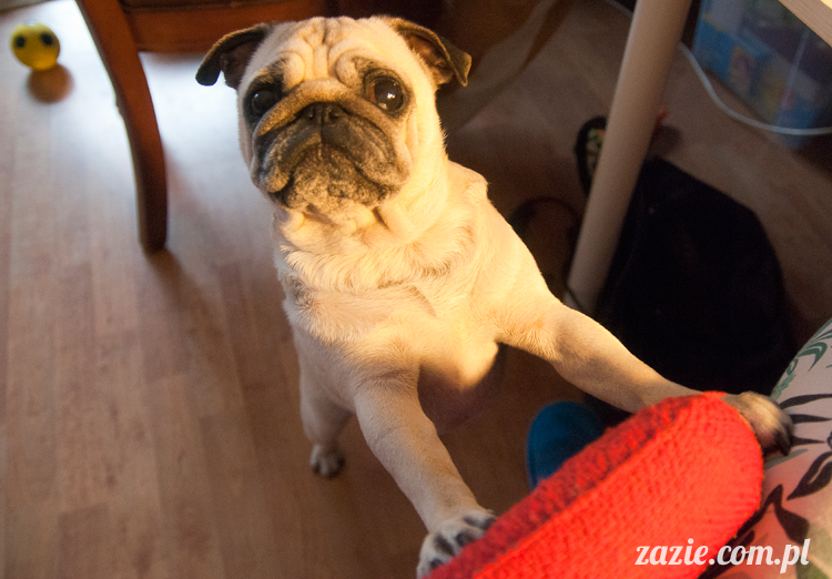 mopsy mopsiki pugs Kumok i Miszur Zazie mopsy mopsiki pugs Kumok i Miszur Zazie