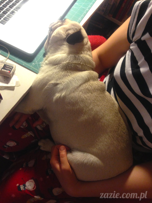 mopsy mopsiki pugs Kumok i Miszur Zazie mopsy mopsiki pugs Kumok i Miszur Zazie