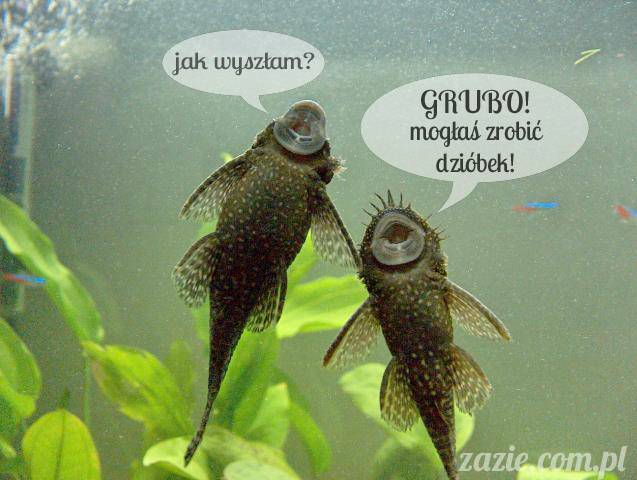 zazie_syd_glonojady_wyborcza