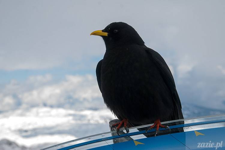 Austria Salzburg Dachstein Filzmoos Wyjazd na narty marzec 2013