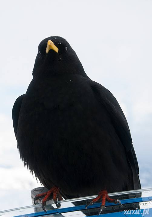 Austria Salzburg Dachstein Filzmoos Wyjazd na narty marzec 2013