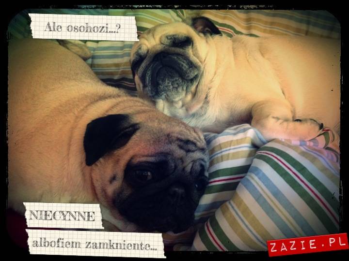 kumoczek_miszurek_pobudka_mopsy_mopsiki