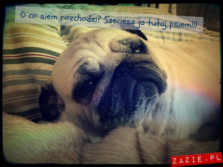 kumoczek_miszurek_pobudka_mopsy_mopsiki