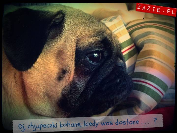 kumoczek_miszurek_pobudka_mopsy_mopsiki