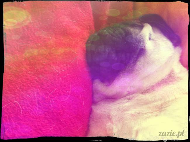 Miszur Miszurek Miszunia mopsy mopsik Zazie sleeping funny pug
