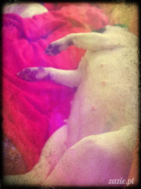 Miszur Miszurek Miszunia mopsy mopsik Zazie sleeping funny pug