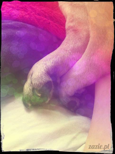 Miszur Miszurek Miszunia mopsy mopsik Zazie sleeping funny pug