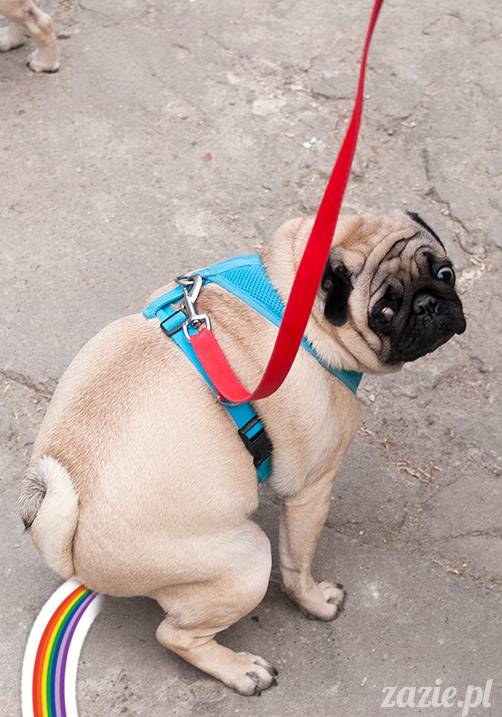 mopsy mopsiki zazie kumok i miszur pugs kumoczek i miszurek