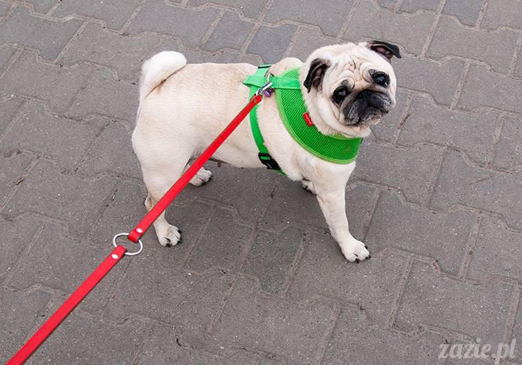 mopsy mopsiki zazie kumok i miszur pugs kumoczek i miszurek