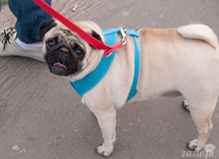 mopsy mopsiki zazie kumok i miszur pugs kumoczek i miszurek