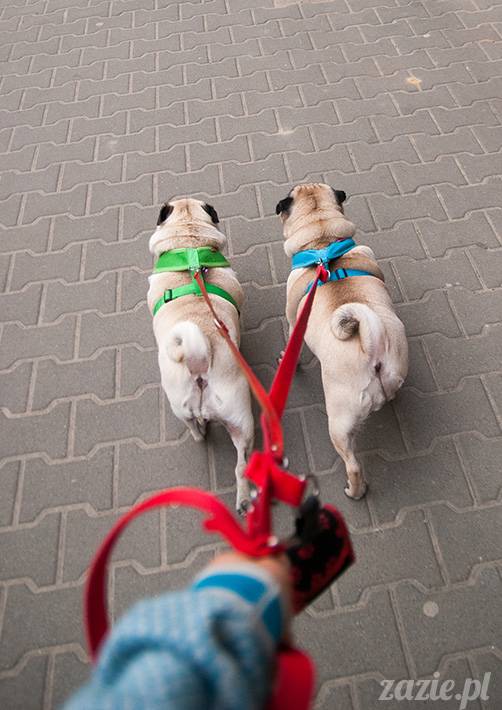 mopsy mopsiki zazie kumok i miszur pugs kumoczek i miszurek