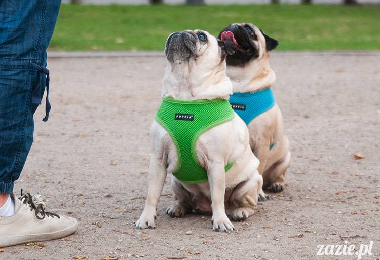 mopsy mopsiki zazie kumok i miszur pugs kumoczek i miszurek