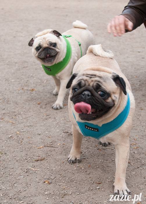 mopsy mopsiki zazie kumok i miszur pugs kumoczek i miszurek