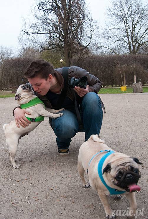 mopsy mopsiki zazie kumok i miszur pugs kumoczek i miszurek