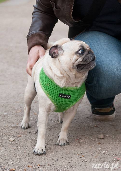 mopsy mopsiki zazie kumok i miszur pugs kumoczek i miszurek