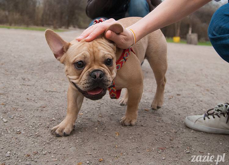 mopsy mopsiki zazie kumok i miszur pugs kumoczek i miszurek