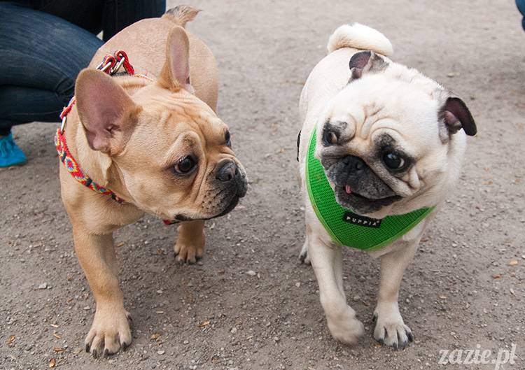 mopsy mopsiki zazie kumok i miszur pugs kumoczek i miszurek