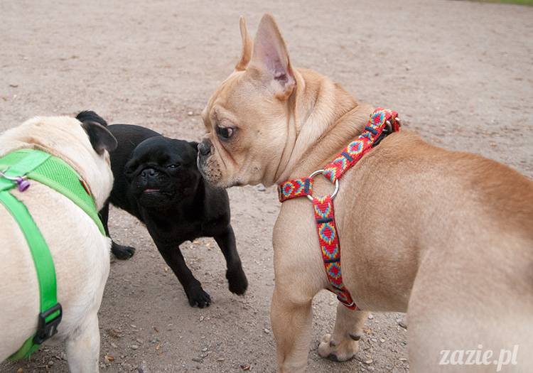 mopsy mopsiki zazie kumok i miszur pugs kumoczek i miszurek