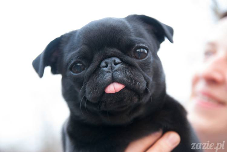 mopsy mopsiki zazie kumok i miszur pugs kumoczek i miszurek