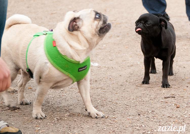 mopsy mopsiki zazie kumok i miszur pugs kumoczek i miszurek