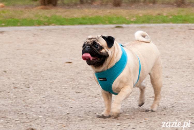 mopsy mopsiki zazie kumok i miszur pugs kumoczek i miszurek