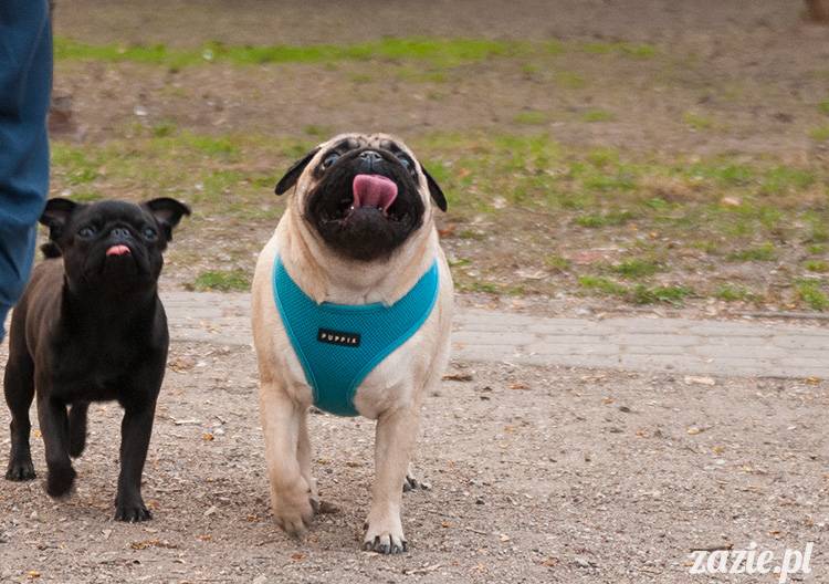 mopsy mopsiki zazie kumok i miszur pugs kumoczek i miszurek