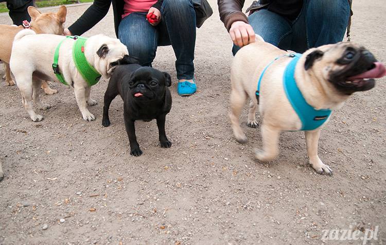 mopsy mopsiki zazie kumok i miszur pugs kumoczek i miszurek