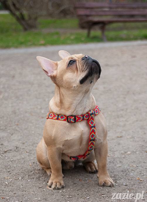 mopsy mopsiki zazie kumok i miszur pugs kumoczek i miszurek