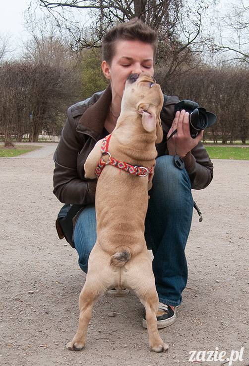 mopsy mopsiki zazie kumok i miszur pugs kumoczek i miszurek