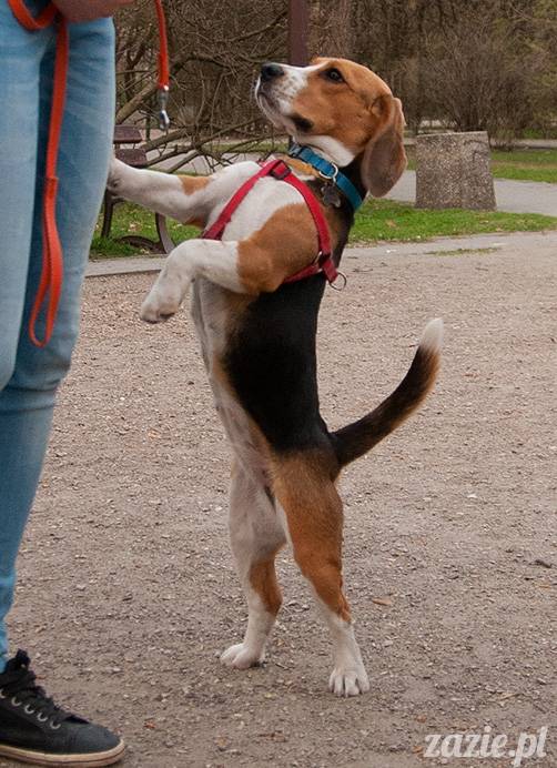 mopsy mopsiki zazie kumok i miszur pugs kumoczek i miszurek