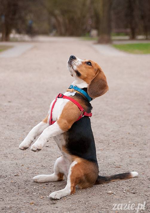 mopsy mopsiki zazie kumok i miszur pugs kumoczek i miszurek