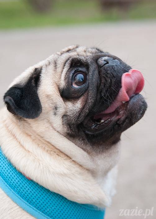 mopsy mopsiki zazie kumok i miszur pugs kumoczek i miszurek