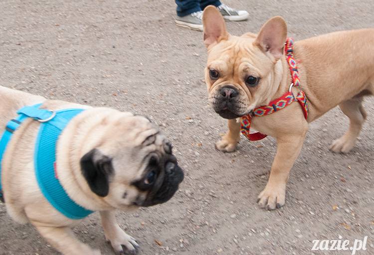 mopsy mopsiki zazie kumok i miszur pugs kumoczek i miszurek