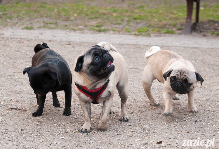 mopsy mopsiki zazie kumok i miszur pugs kumoczek i miszurek