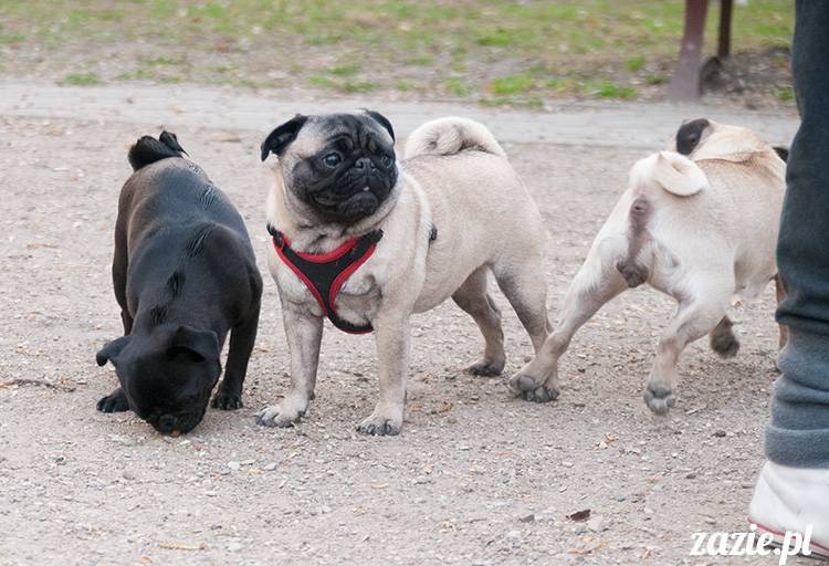 mopsy mopsiki zazie kumok i miszur pugs kumoczek i miszurek