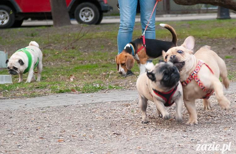 mopsy mopsiki zazie kumok i miszur pugs kumoczek i miszurek