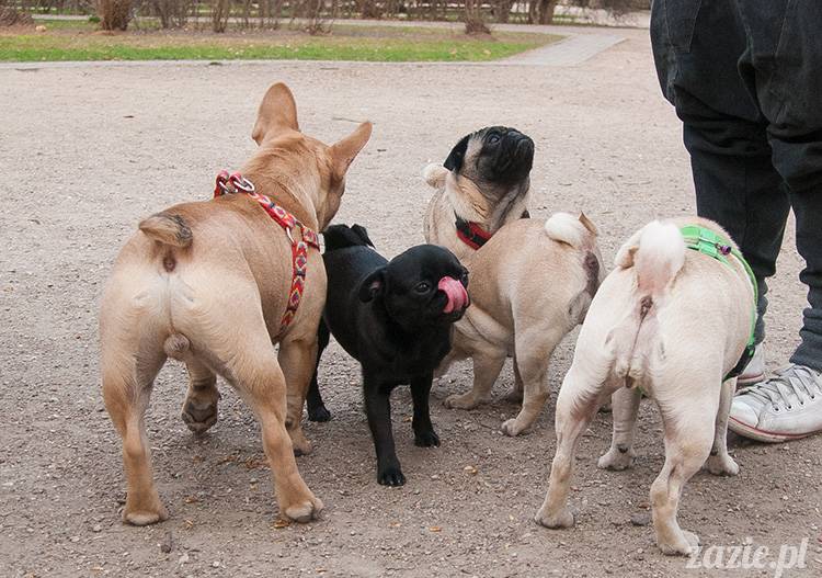 mopsy mopsiki zazie kumok i miszur pugs kumoczek i miszurek