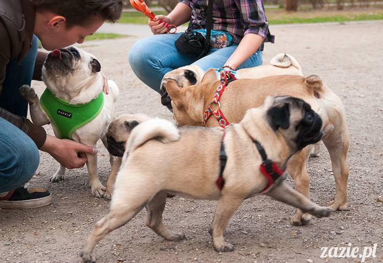 mopsy mopsiki zazie kumok i miszur pugs kumoczek i miszurek