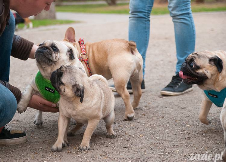 mopsy mopsiki zazie kumok i miszur pugs kumoczek i miszurek