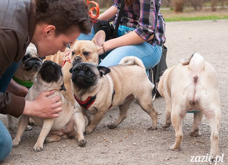 mopsy mopsiki zazie kumok i miszur pugs kumoczek i miszurek