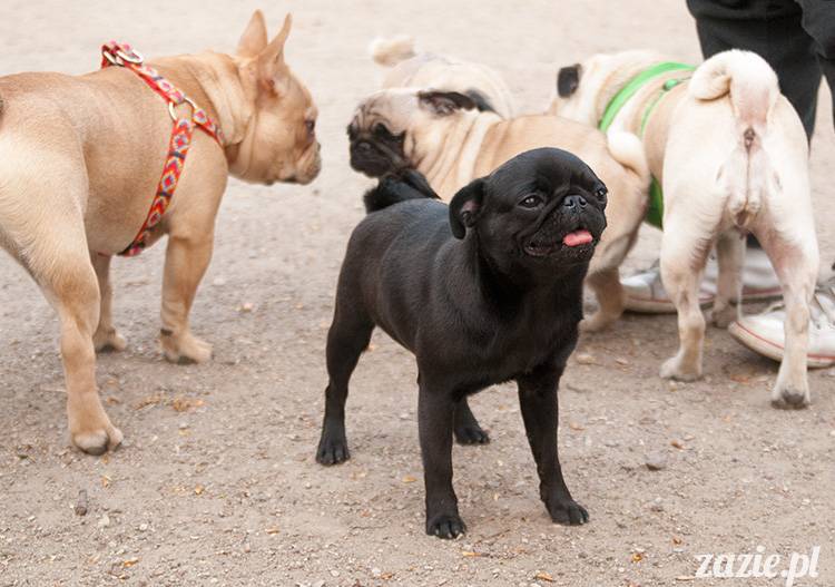 mopsy mopsiki zazie kumok i miszur pugs kumoczek i miszurek