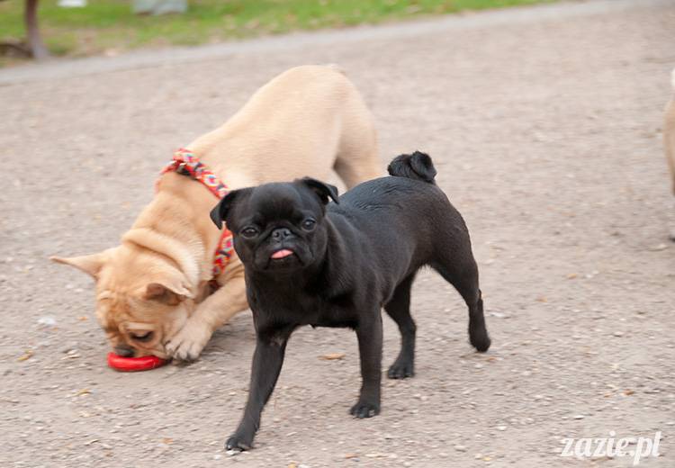 mopsy mopsiki zazie kumok i miszur pugs kumoczek i miszurek