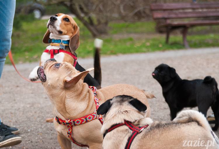 mopsy mopsiki zazie kumok i miszur pugs kumoczek i miszurek