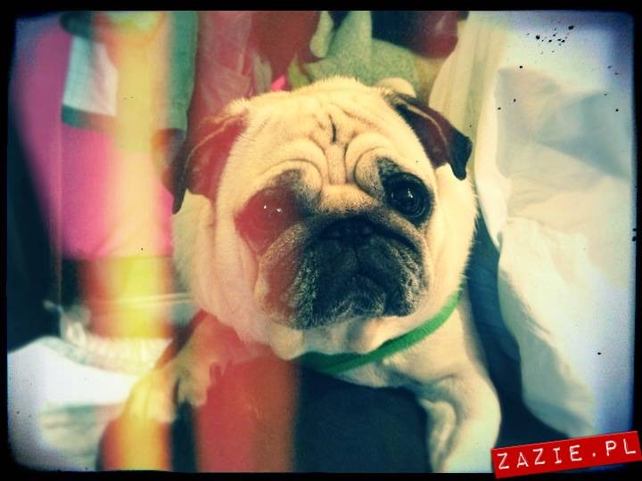 kawiarnia Posłaniec Uczuć, Glogera 6, Stara Ochota, Zazie i Syd oraz mopsy Kumok i Miszur