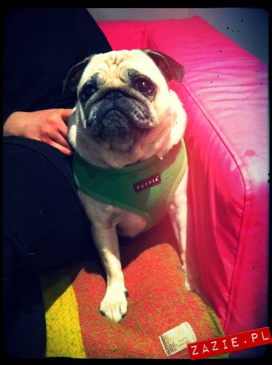 kawiarnia Posłaniec Uczuć, Glogera 6, Stara Ochota, Zazie i Syd oraz mopsy Kumok i Miszur